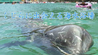 くじらに出会える海水浴場